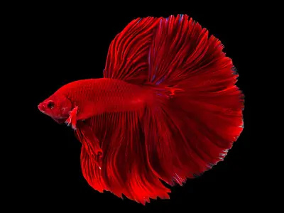 Red Half Moon Male Siamese Fighting Fish Betta Splendens 4cm • £30