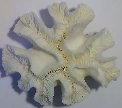 Beautiful White Brain Coral Specimen ~ 13.3 Ounces • $47.95