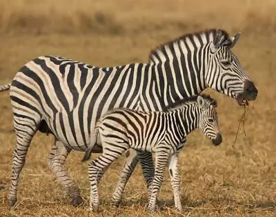 ZEBRAS GLOSSY POSTER PICTURE PHOTO PRINT African Black And White Stripes 4902 • $14.99