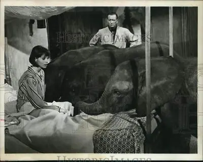 1968 Press Photo Elsa Martinelli With Elephants In  Hatari!  - Hcp73895 • $17.99