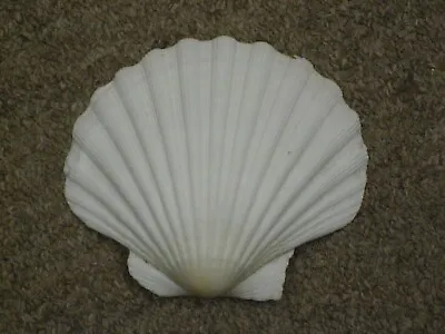 White Fan Scallop Seashell - 4 1/4  X 3 3/4   (1532) • $8.99