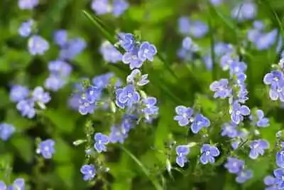 6 X Stems Brooklime Veronica Beccabunga Marginal Pond Plant • £3.99