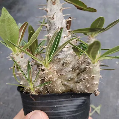 Rare Succulent Plant Pachypodium Cactipes • $34.99