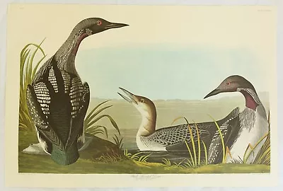 $199.99 • Buy The Birds Of America. Audubon. Black-throated Diver. Amsterdam Edition.