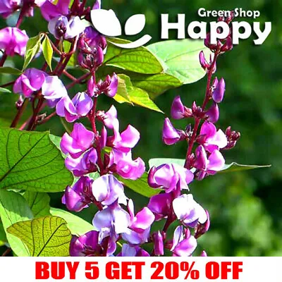 £1.19 • Buy HYACINTH BEAN - 10 SELECTED SEEDS - Dolichos Lablab - Egyptian CLIMBER
