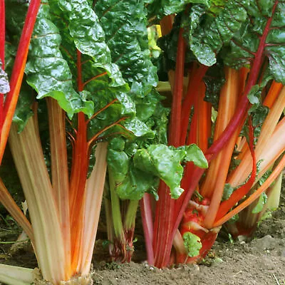 Rhubarb Goliath | Grow Your Own | Ready To Plant Bare Root Vegetable Crown • £6.99