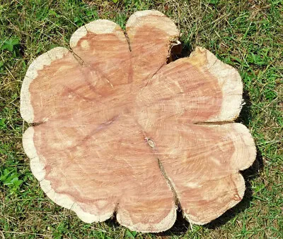 $94.99 • Buy Red Cedar Wood Log Slab Rough Cut Slice Live Edge Rustic Crafts Epoxy End Table
