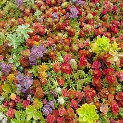 100+ MIXED SEDUM SEEDS - Stonecrop Beautiful Succulent Groundcover USA FREE SHIP • $1.99