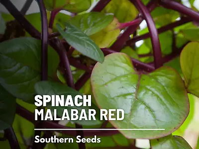 Spinach Malabar Red - 100 Seeds - Warm Weather Crop - Easy To Grow - Non GMO • $1.95