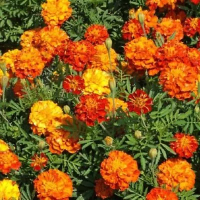 Marigold Seeds Sparky Mixture | NON-GMO | Fresh Garden Seeds  • $2.99