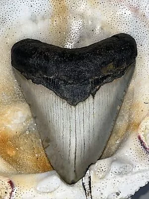 Megalodon Shark Tooth  100% Authentic 3.54  • $12.50