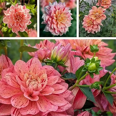 Decorative Dahlia Nonette Tubers. Pink With A Splash Of Yellow Summer Blooms. • £8.95