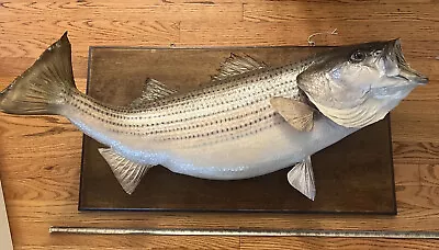 Huge Old 3 1/2 Ft Mounted Taxidermy Striped Bass Striper Sea Fish Vintage Large • $399