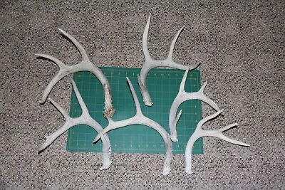 6  Hard White Whitetail Deer Shed Antlers Sheds / Lot Bulk Elk Mule  416 • $50