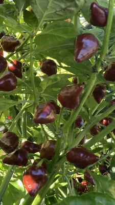 LOT OF 3 CHOCOLATE HABANERO 75 Day+ Old Super Hot Pepper LIVE PLANTS • $22