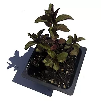 Organic Chocolate Mint Live Plant (Mentha Piperita 'Chocolate Mint') 2.5 Inch • $18