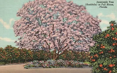 Postcard FL Jacaranda Tree In Full Bloom Posted 1949 Linen Vintage PC J4498 • £1.93