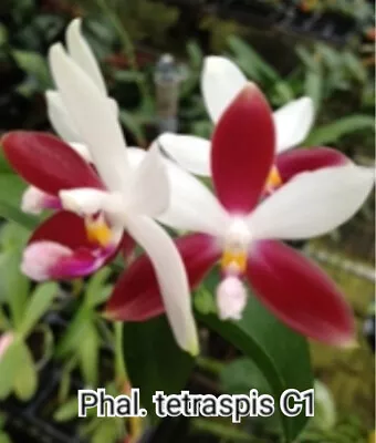$50 • Buy FPOrchids Phalaenopsis Tetraspis 'C1' SM/TIOS - Meristem Species
