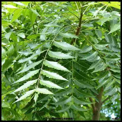 Organic Fresh Neem Leaves / निम पत्ता Skin Care 50g Encient Herbal Ayurvedic • £6.99