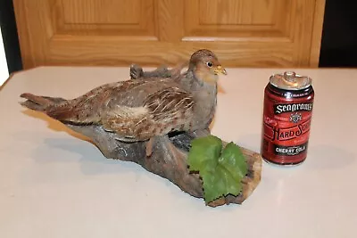 Quail Taxidermy Log Cabin Decor Mount Mancave Spruce Hen Ptarmigan Bird Grouse • $160