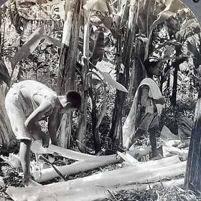 Antique 1920 Stripping Palm Trees Manila Philippines Stereoview Photo Card P3626 • $24.99