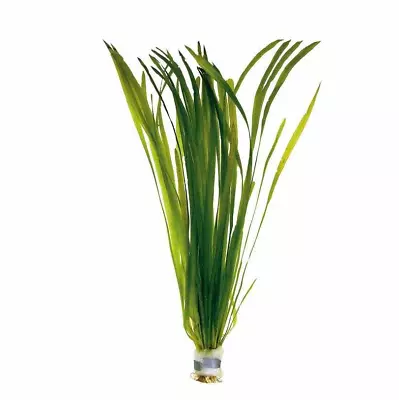 Straight Vallis (Vallisinera Spiralis) - Live Aquatic / Fish Plant • £3.49