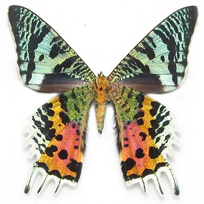 Urania Ripheus Verso ONE REAL MADAGASCAR SUNSET MOTH UNMOUNTED WINGS CLOSED  • $24