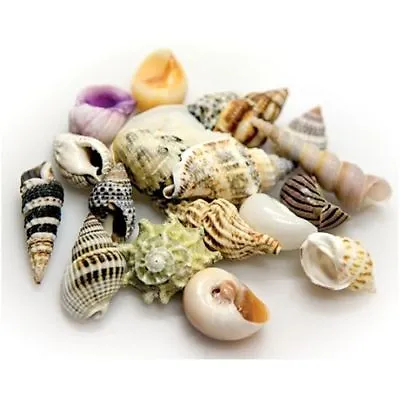 Hobby Hermit Crab Fancy Variety Sea Shells Small Medium Large Marine Reef HD  • £8.95