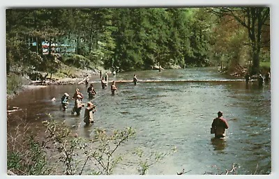 Postcard Fishing At Kriss Pines Trout Hatchery Lehighton PA • $1.99