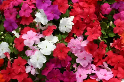 Impatiens Walleriana Elite Mix |12 Plug Plants | Busy Lizzie • £7.99