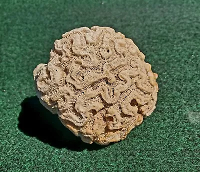 Brain Coral Natural Sea Life White Grooved Diploria Labyrinthiformis 12oz • $34