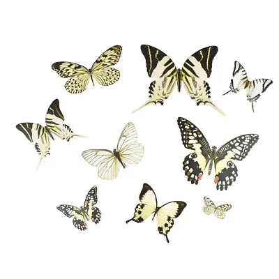 Butterfly Paper Craft Die Cuts White 35-Piece • $7.95