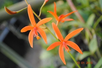 $40 • Buy Orchid Species-Laelia Harpopylla- Brazil Rock Laelia