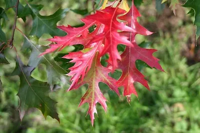 Scarlet Oak  Quercus Coccinea  10  Seeds  USA Company • $10.99