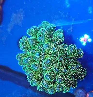 Live Coral Aquacultured Green And Purple Stylopora Coral Colony 2.5 -3  • $39.99