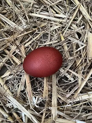 6 X Fertile FRENCH WHEATON MARAN. Hatching Eggs   Pure Breed • £15
