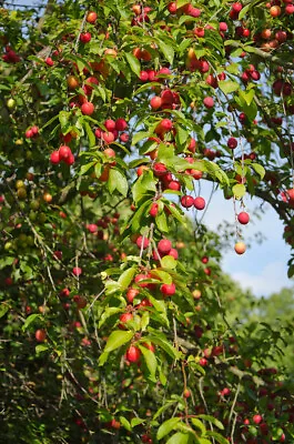 £9.99 • Buy 1 Cherry Plum Tree  Prunus Prunus Cerasifera  30 -45cm  -Great Blossom And Fruit