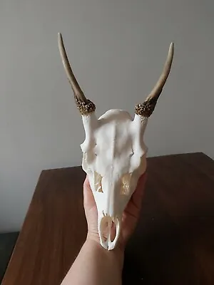 Fallow Buck Pricket Deer Skull Taxidermy Antlers  • £58.99