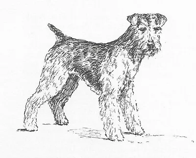 Welsh Terrier #2 - CUSTOM MATTED - 1963 Vintage Dog Art Print 0507 CLD • $12.50