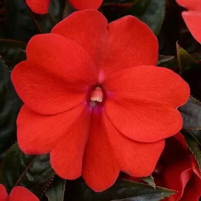 ×6 Med Impatiens New Guinea Harmony Red Plug Plants Patio Bizzy Lizzy Flowers • £9.99