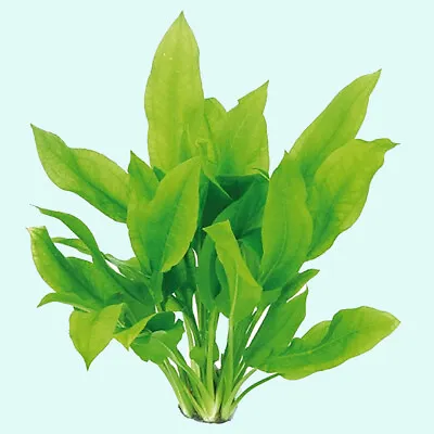 BUY 2 GET 1 FREE Amazon Sword Echinodorus Bleheri Small Live Aquarium Plants • $8.79