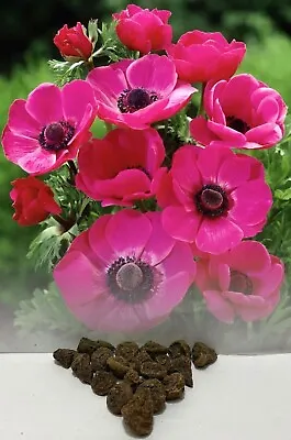 40 Anemone  Sylphide  (de Caen) Bright Pink Bulbs Ideal For Rockery Border &tubs • £5.25