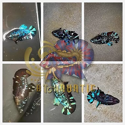 Live Betta Fish HMPK Female Black Blue Galaxy For Sorority/Breed USA Seller • $19.95