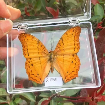 Exquisite Butterfly Real Specimen For Teaching Decor And Gifts Free Shipping • $13.98