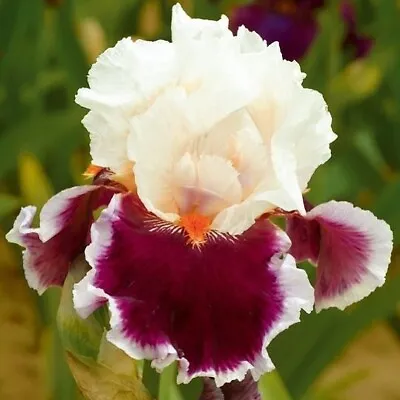 20 Heirloom Iris Seeds Fragrant Flower Plant (much Less Money Than Bulbs) • $4.36