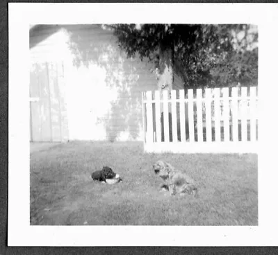 Vintage Photograph 1940's Cocker Spaniel Dogs/puppy Feeding From Bowl Old Photo • £5.70