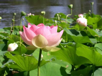 Nelumbo Nucifera - 6 Seeds - Sacred Lotus Flower • £1.95