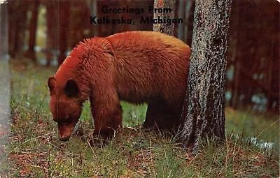 Kalkaska Michigan~Big Furry Brown Bear~1963 Postcard • $6