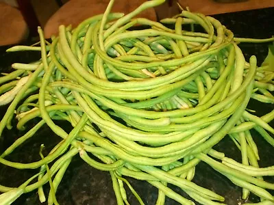 15 Organic Asian Long Bean Seeds (Earlylight Greenmeaty Variety) • $1.99