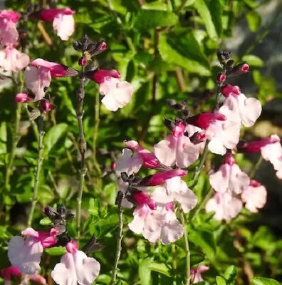 3x Salvia Strawberries & Cream Plug Plants Aromatic Ornamental Sage Perennial • £9.95